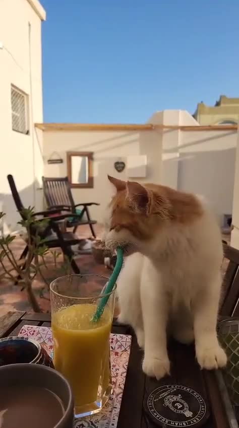 Mixed Breed cats for adoption: Lawrence  - Video 1