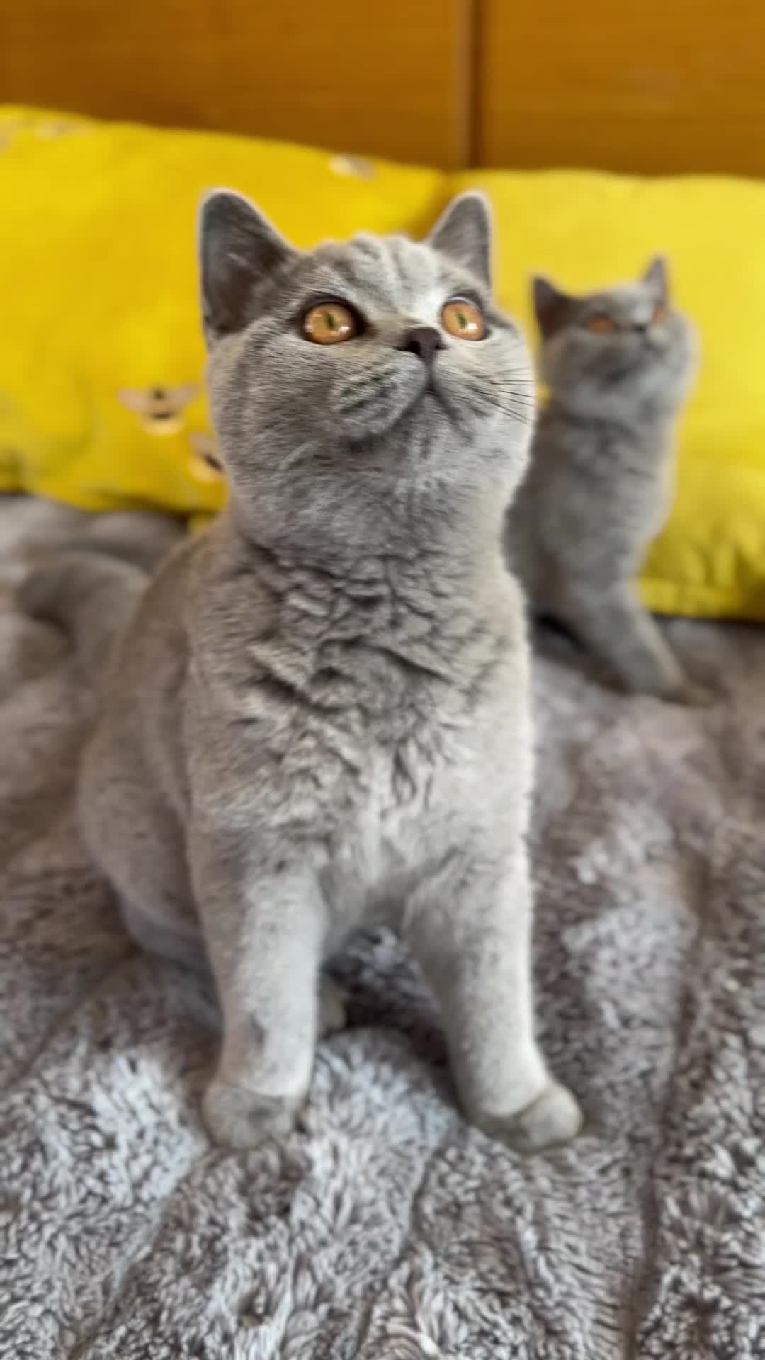 British Shorthair cats for sale: Gccf registered kittens  - Video 4
