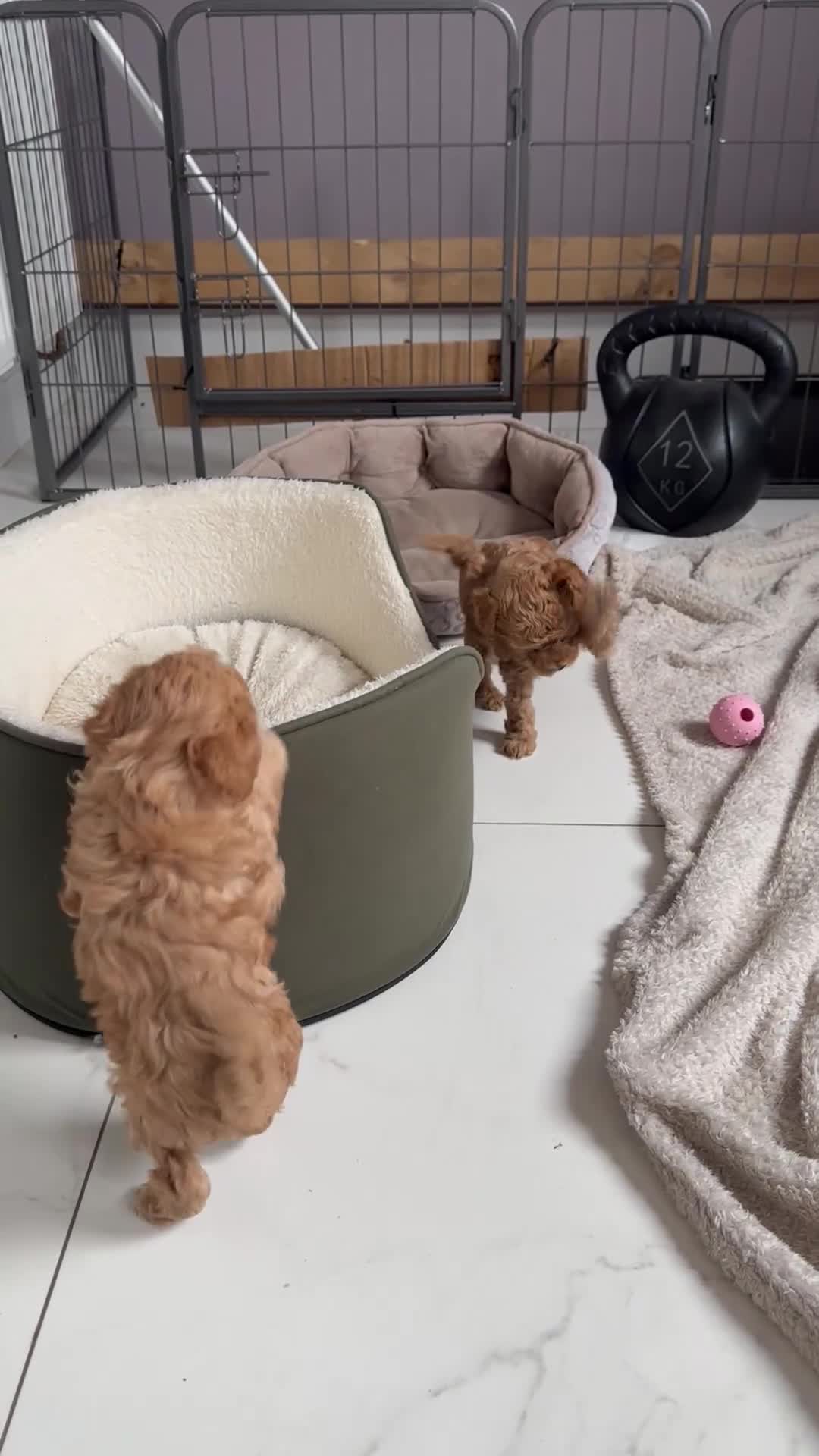 Toy Poodle dogs for sale: Ready now 🏡🐩❤️ 2x gorgeous toy poodle BOYS - Video 3