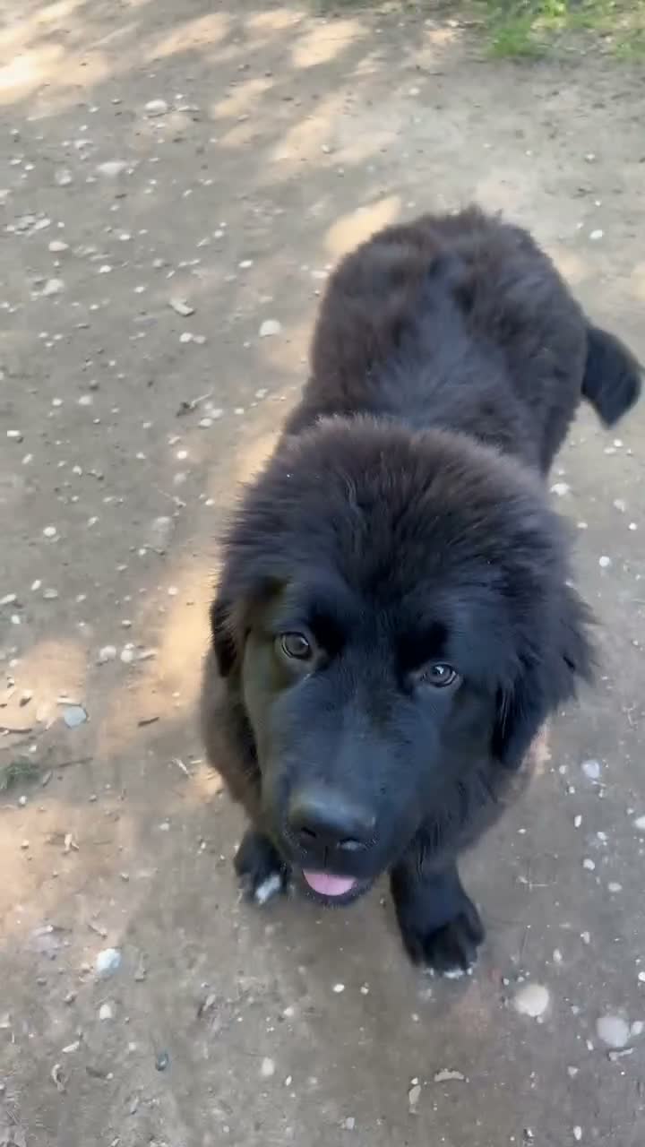 Newfoundland dogs for sale: Gorgeous Newfie Shepherd girl 5 months old - Video 1