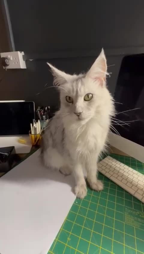 Maine Coon cats for sale: Evie and Dory main coons  - Video 1