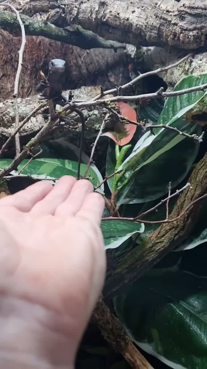 Monitor reptiles for sale: Ukcb varanus beccarii  - Video 1
