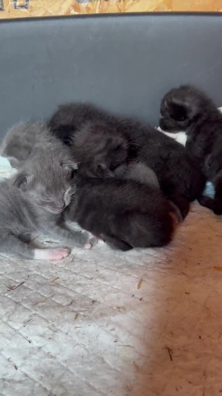 Mixed Breed cats for sale: Kittens for sale - Video 1