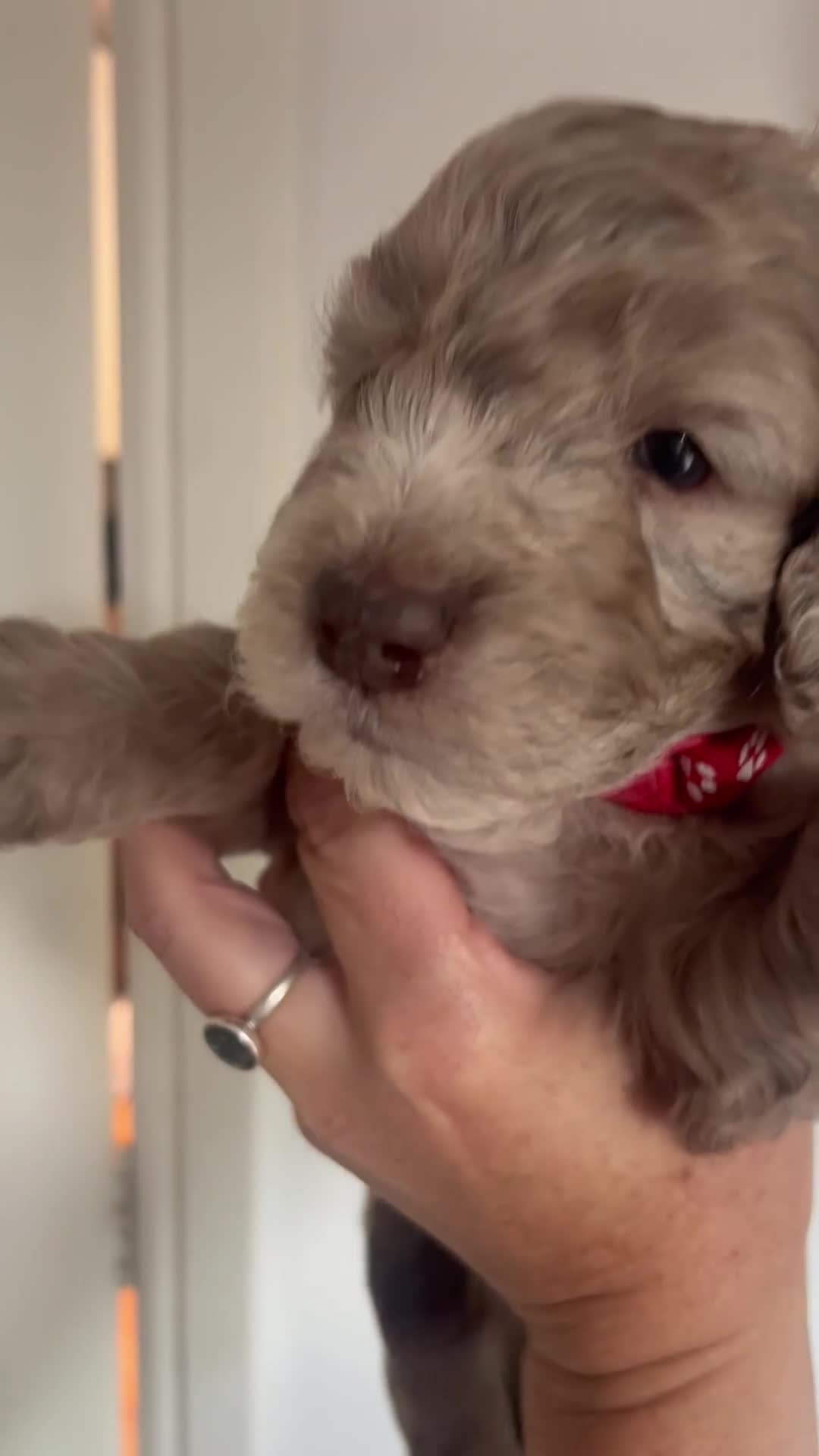 Cockapoo dogs for sale: F2 cockapoo litter  in Bolton - Video 5