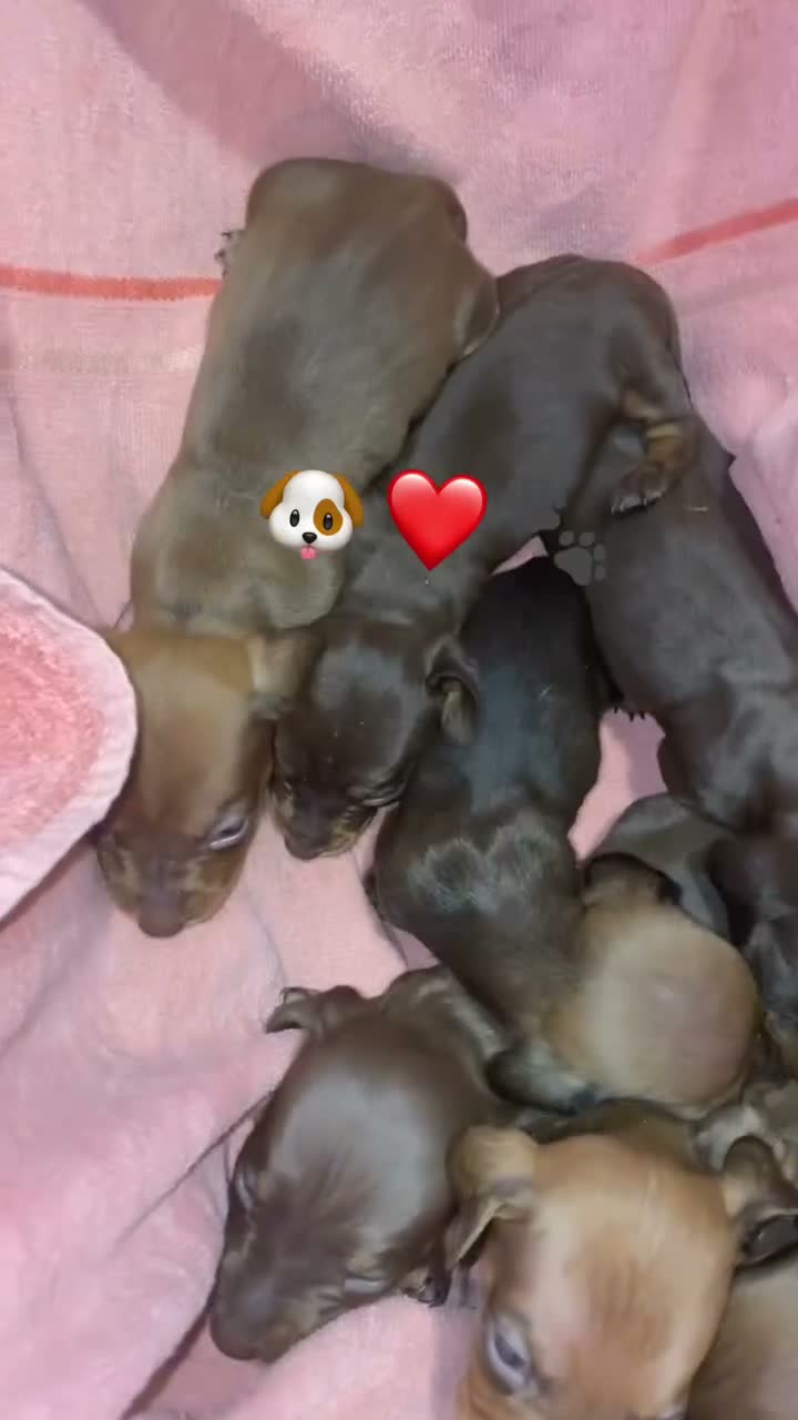 Dachshund dogs for sale: Miniature Dachshunds  - Video 1