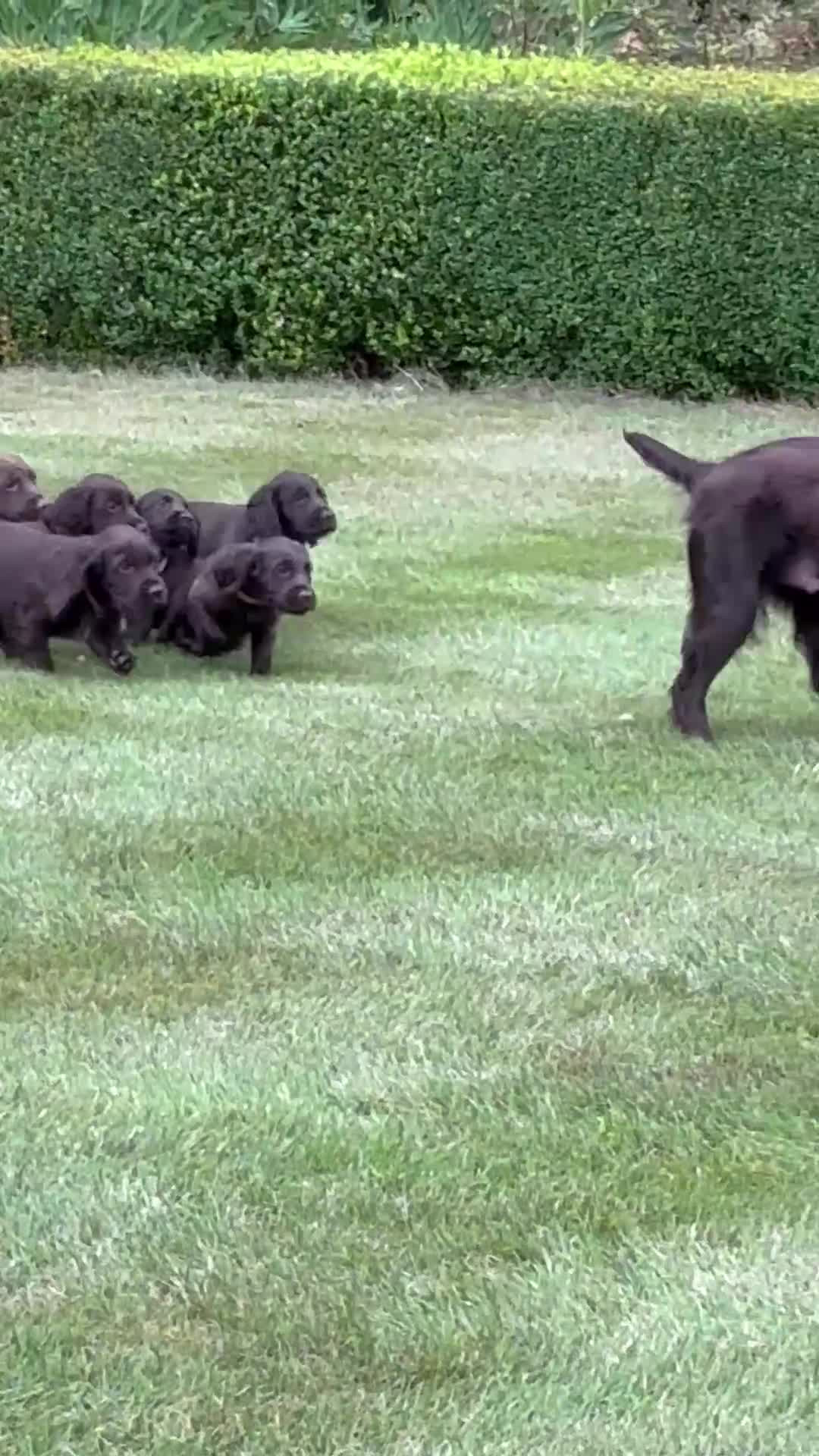 Cocker Spaniel dogs for sale: Stunning FTCH Line KC Reg Working Cocker Spaniel - Video 1