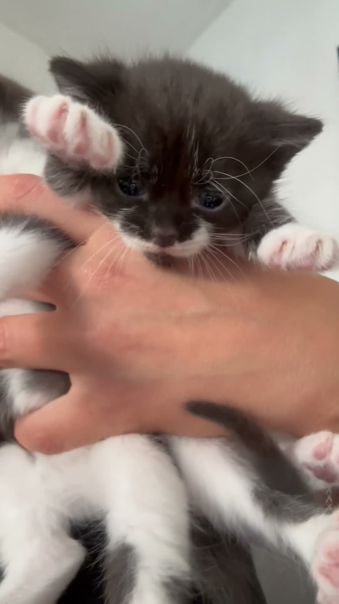 Mixed Breed cats for sale: 2 Little Kittens Looking for Their Forever Homes🐾 - Video 4