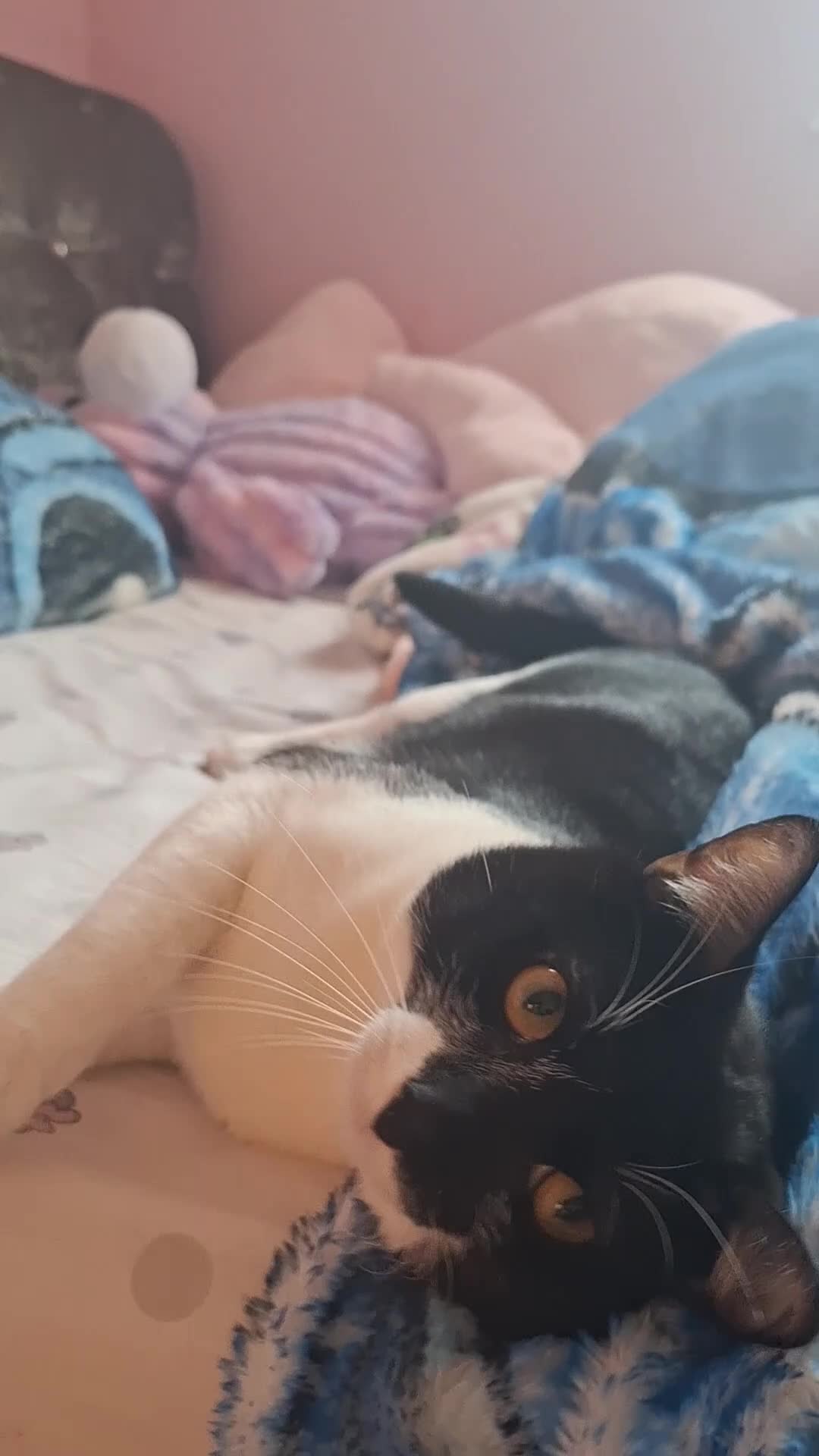 Mixed Breed cats for sale: Loving cat - Video 1