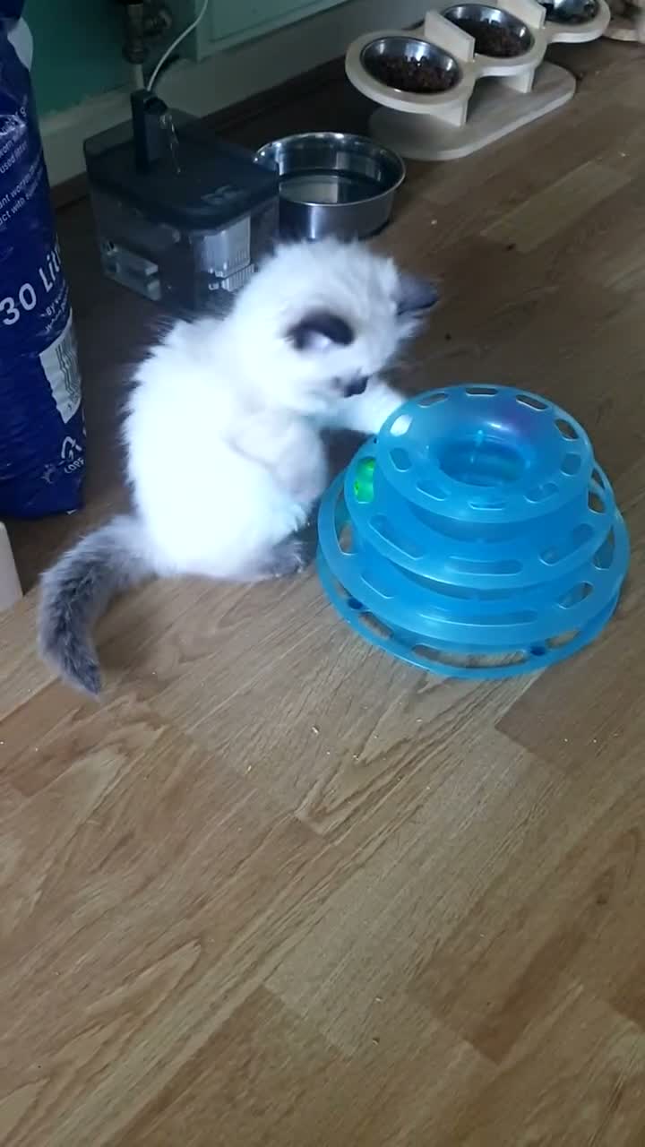 Ragdoll cats for sale: 4 x Fluffy Ragdoll Chocolate Sealpoint kittens - Video 1