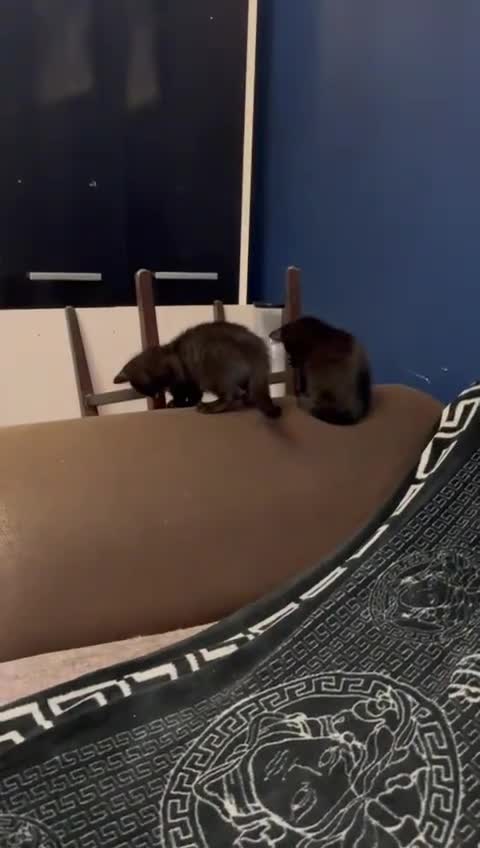 British Shorthair cats for sale: British shorthairs kittens - Video 2