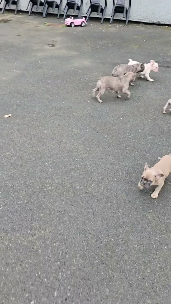 French Bulldog dogs for sale: French Bulldog  in Liverpool - Video 2