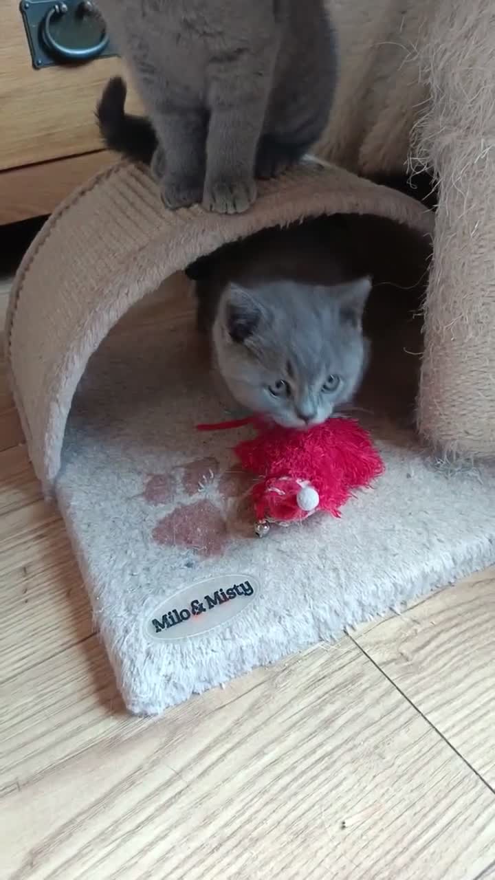 British Shorthair cats for sale: Blue British shorthairs kittens with GCCFpedigree - Video 2