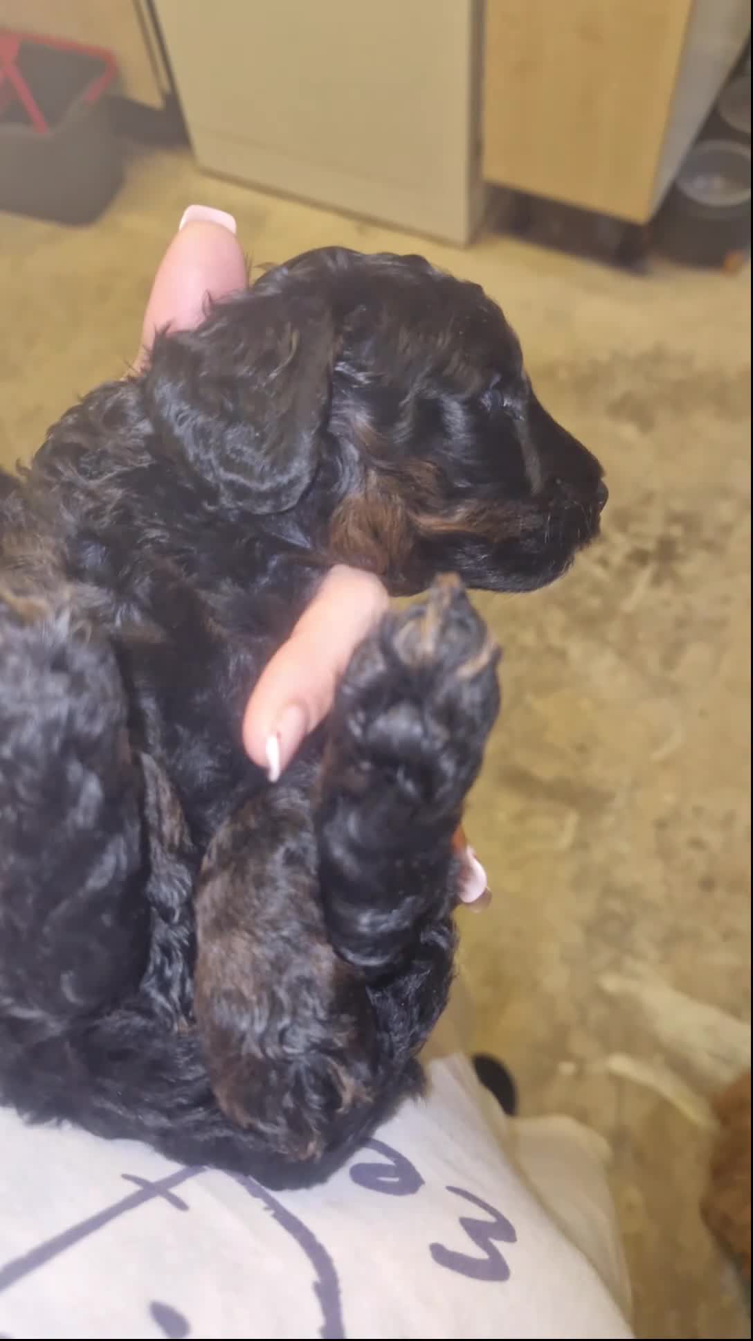 Cockapoo dogs for sale: Toy cockerpoos  - Video 2
