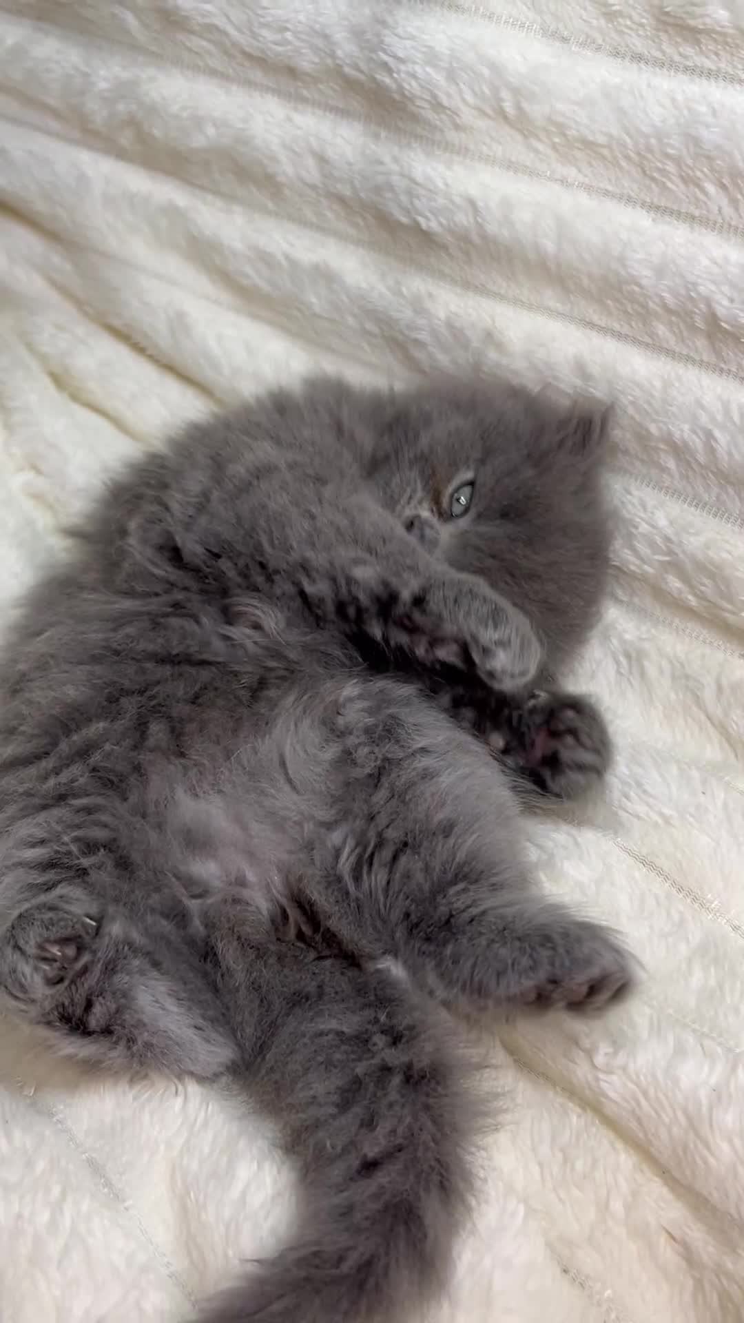 British Longhair cats for sale: British Long/Short Hair Adorable Kittens - Video 4