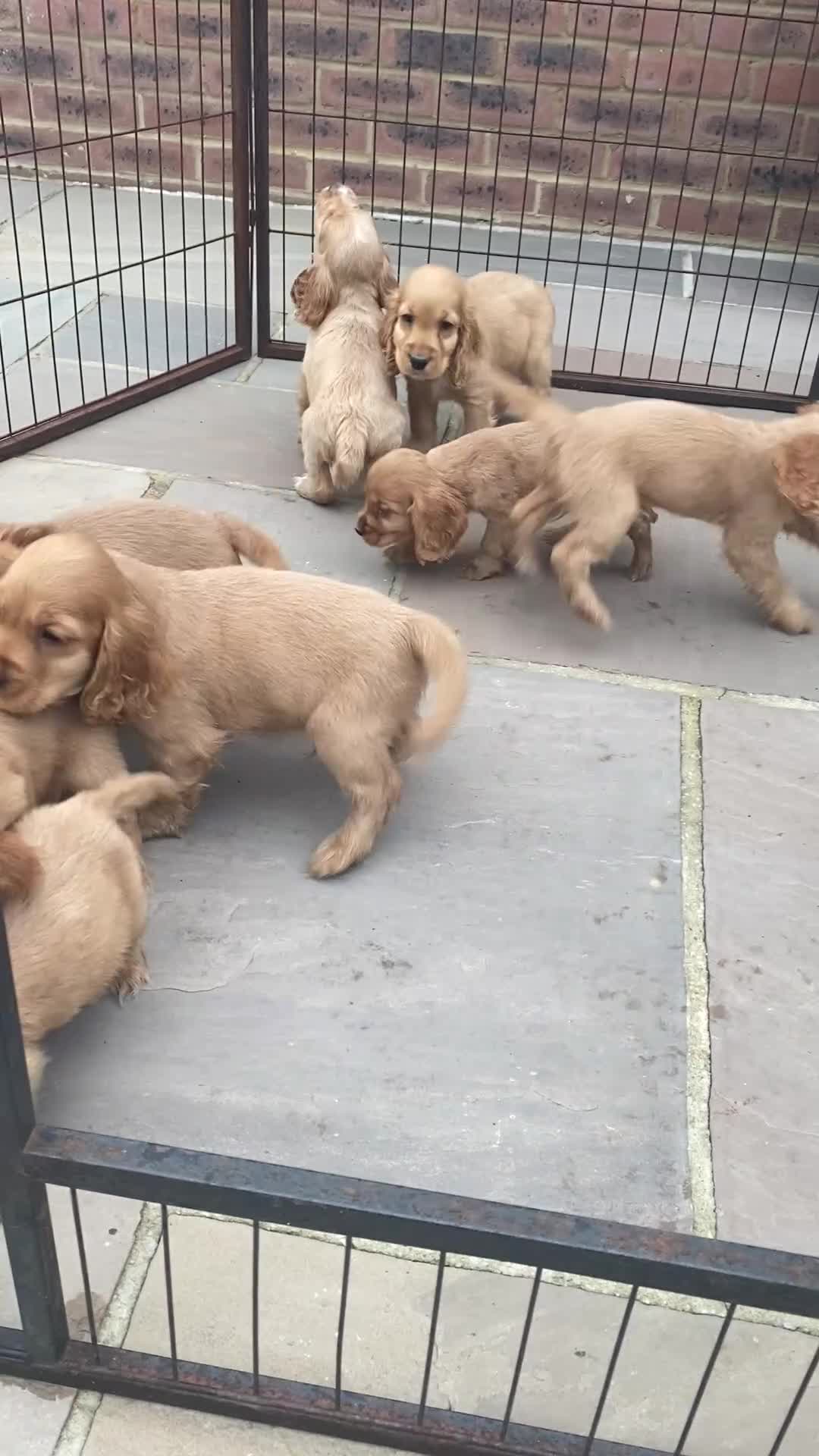 Cocker Spaniel dogs for sale: OUT STANDING GOLDEN SHOW TYPE COCKER SPANIEL  - Video 2