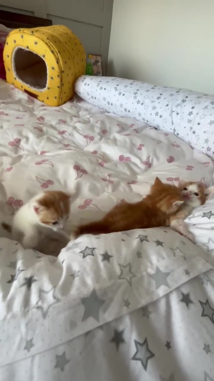 Domestic Shorthair cats for sale: Domestic shorthair kittens - Video 1