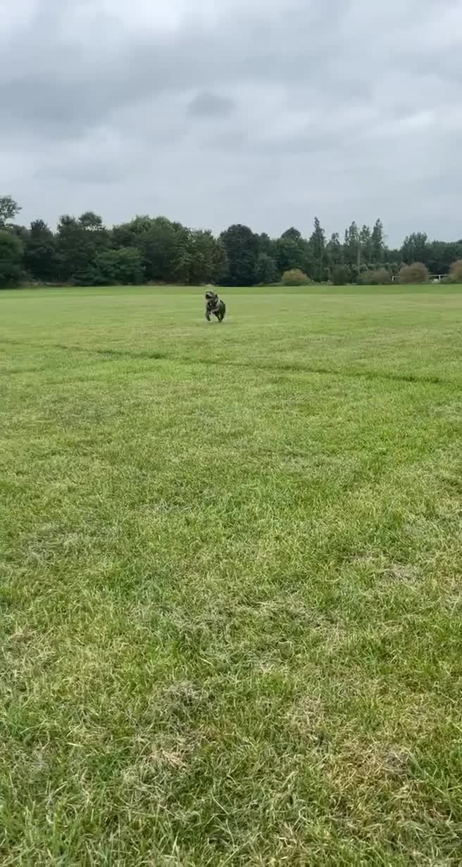 Staffordshire Bull Terrier dogs for stud: Staffordshire bull terrier for stud in Barnsley - Video 1