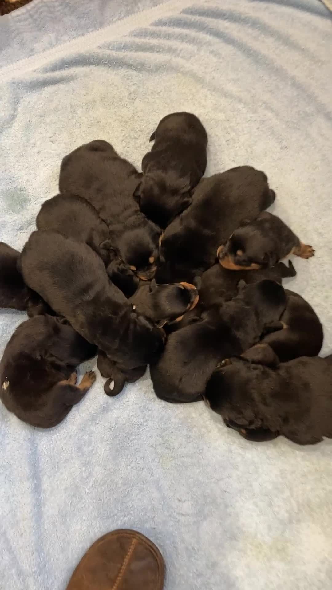 Rottweiler dogs for sale:  kennel club registered Rottweiler pups - Video 1