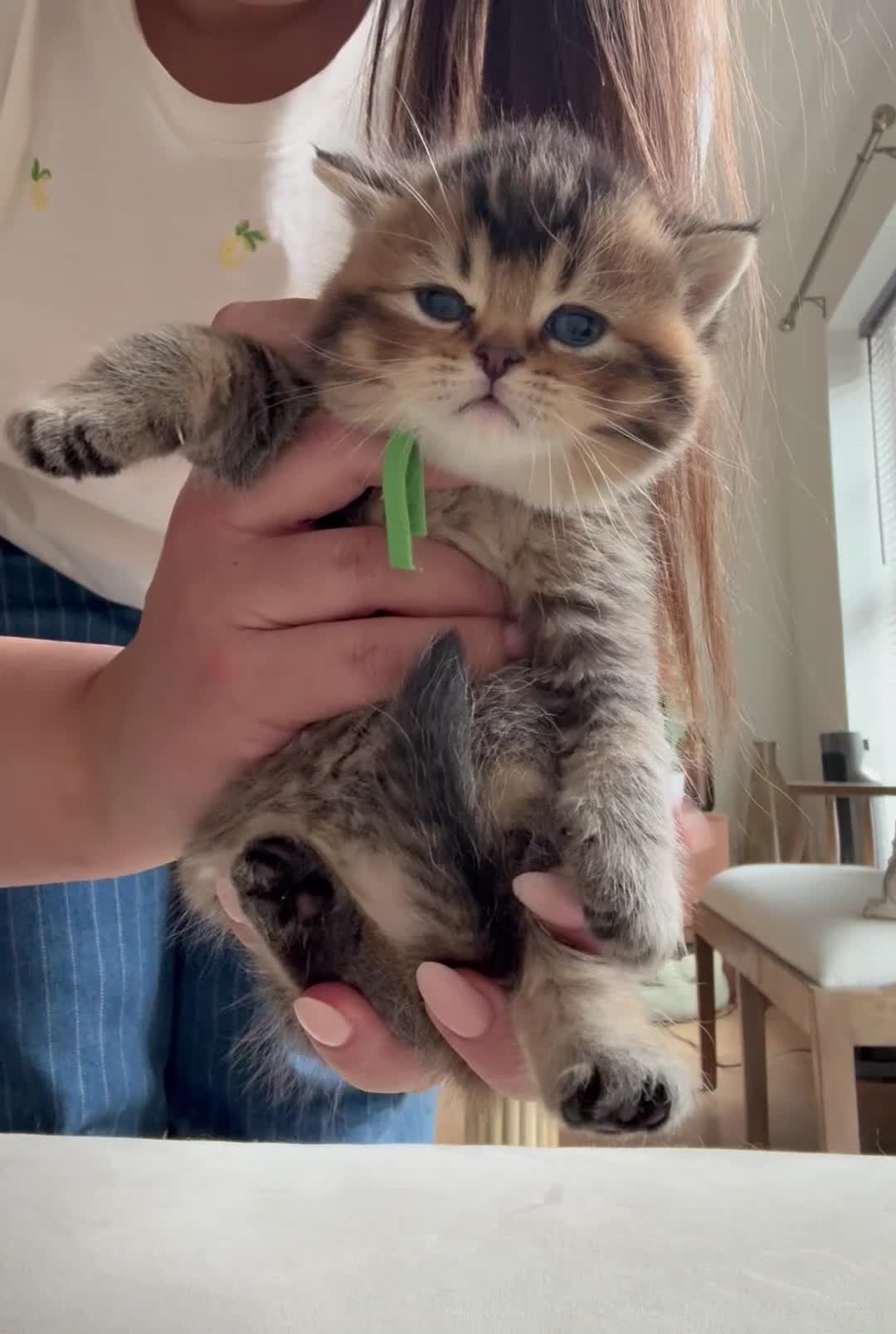 British Shorthair cats for sale: Unique  Golden kittens 🐾 - Video 1