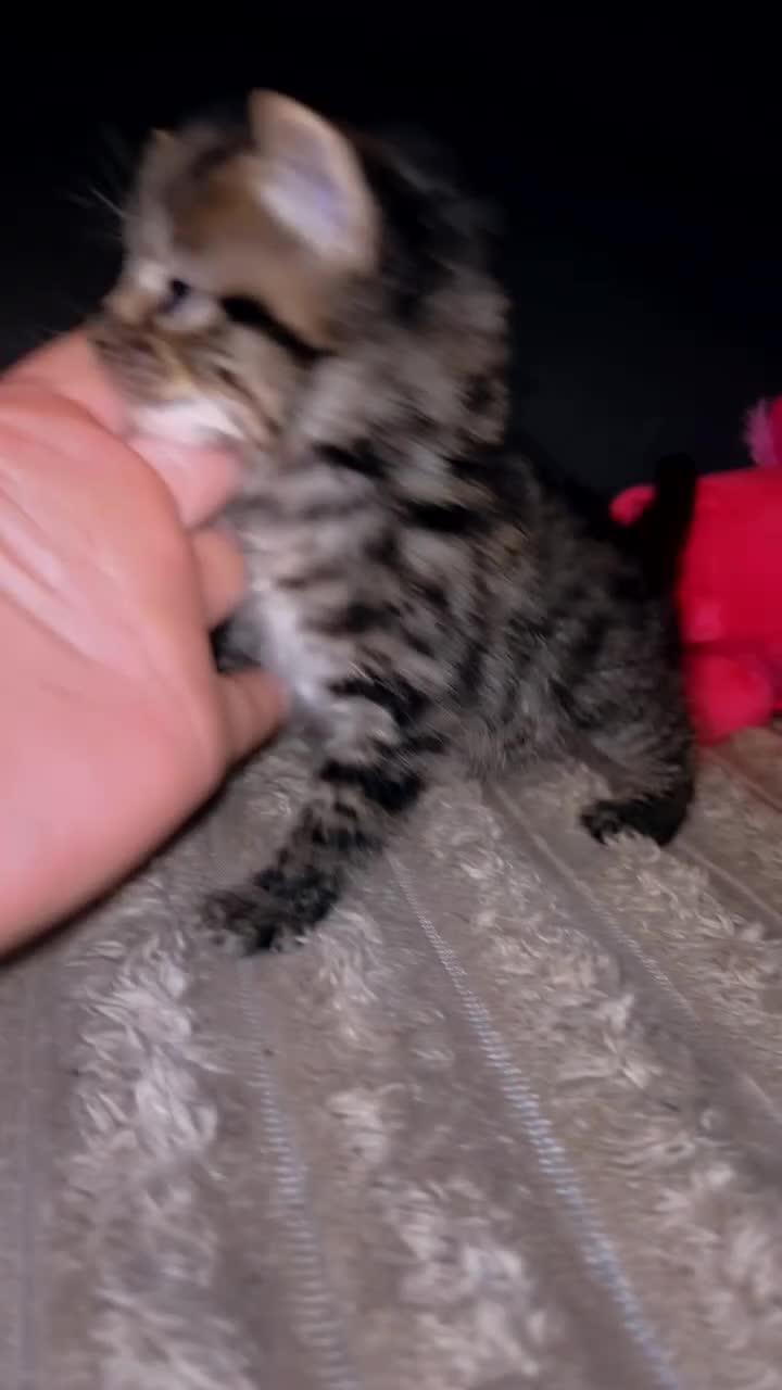 Mixed Breed cats for sale: Tabby and black kittens - Video 2