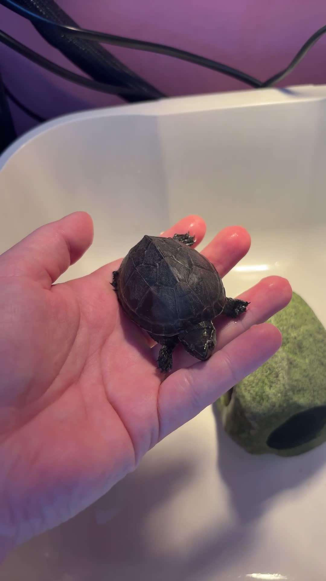 Turtle reptiles for sale: Musk turtle and full set up  - Video 2