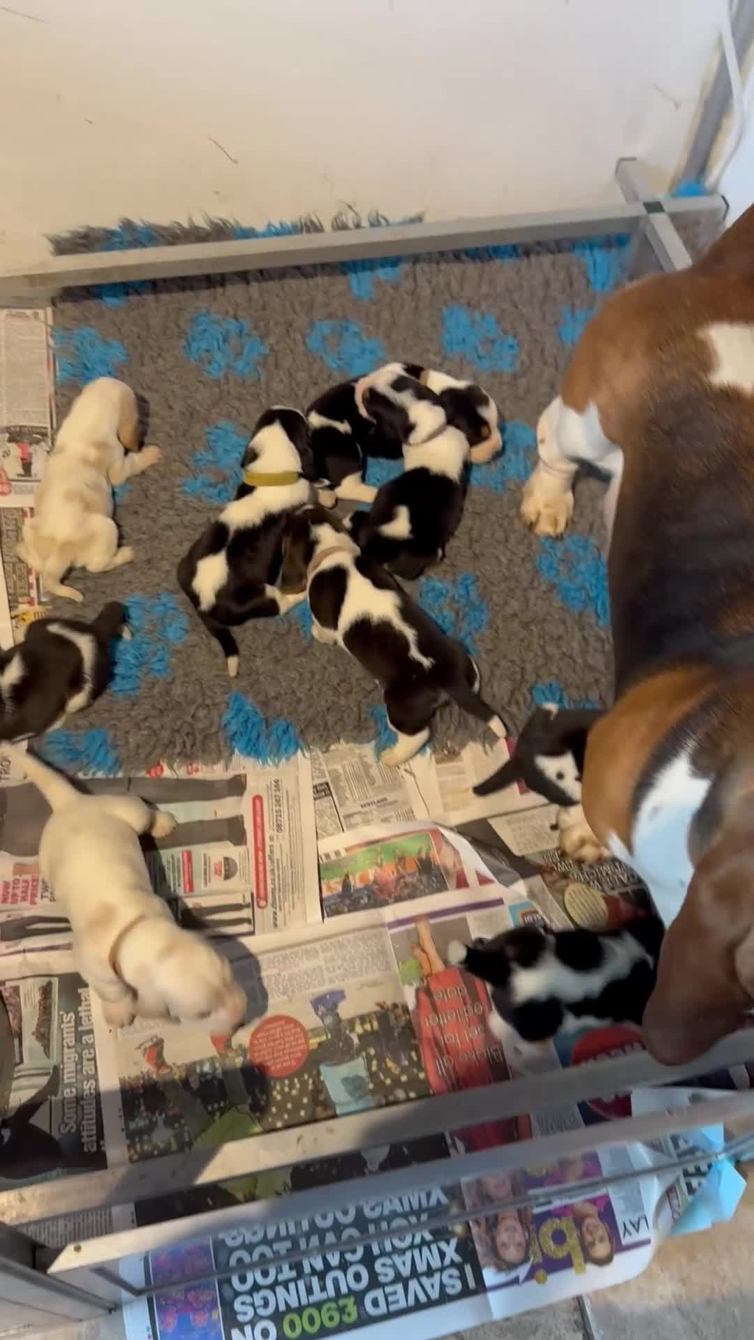 Basset Hound dogs for sale: Basset Hound Pups Top Quality - Video 1