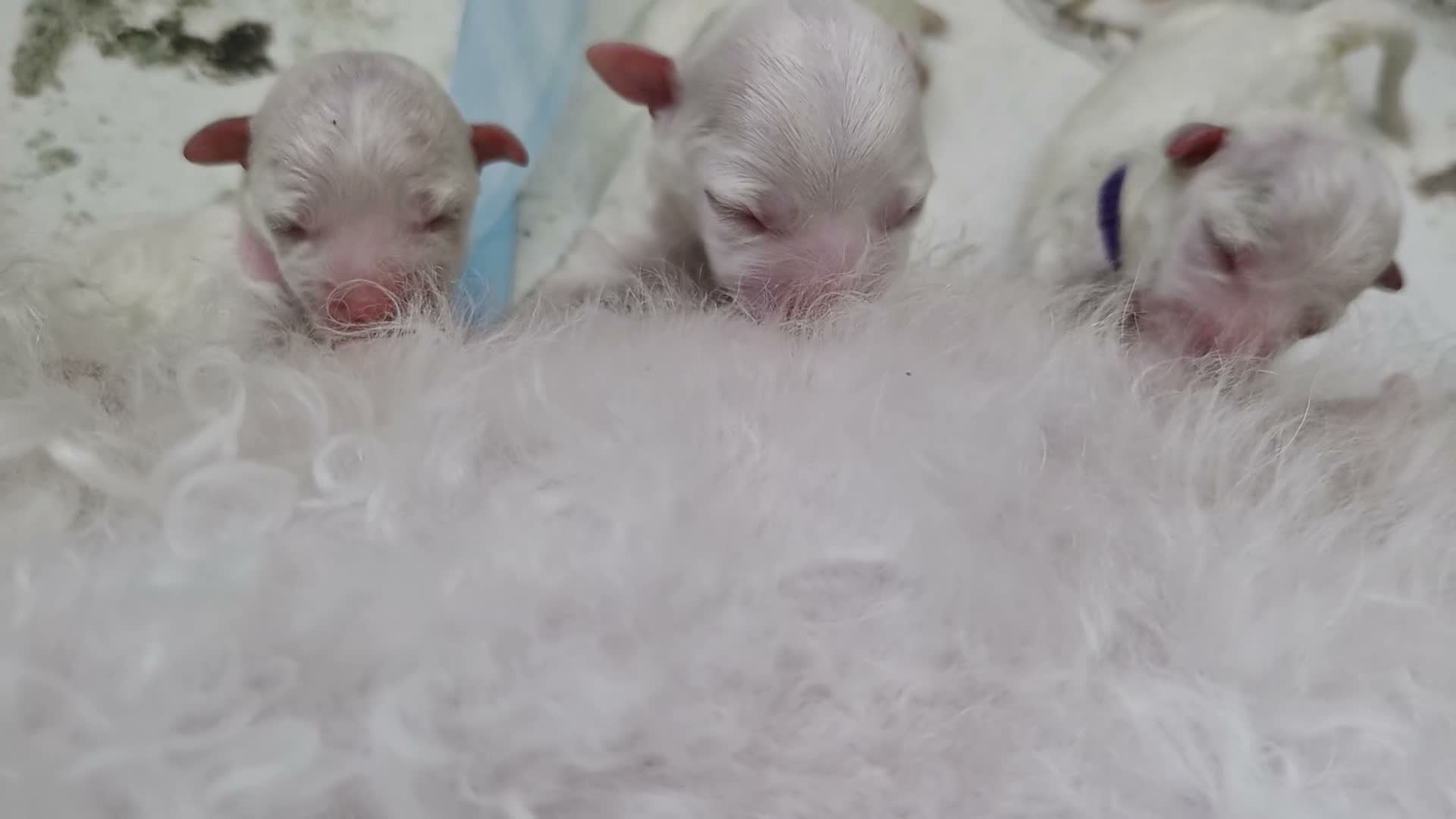 Bichon Frise dogs for sale: GORGEOUS BICHON FRISE - 🩷 3 girls  - Video 1