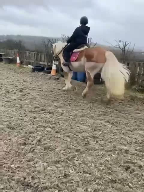 Irish Cob horses for sale: Sweet Poppet  - Video 1