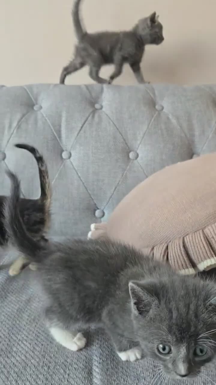 Russian Blue cats for sale: Adorable kittens for sale  - Video 1