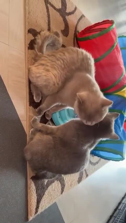 British Shorthair cats for sale: British shorthair Cats  - Video 2