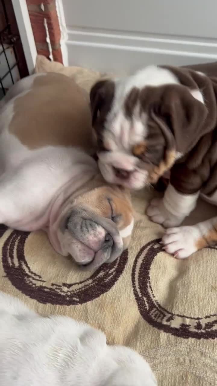 English Bulldog dogs for sale: Last Two - High Quality English Bulldog Puppies  in Atherstone - Video 4
