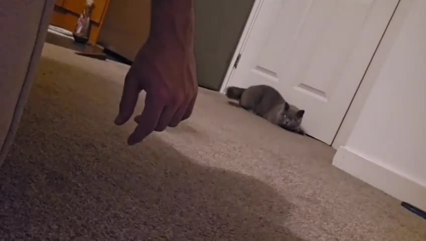 British Shorthair cats for stud: Mr Coco - Video 1