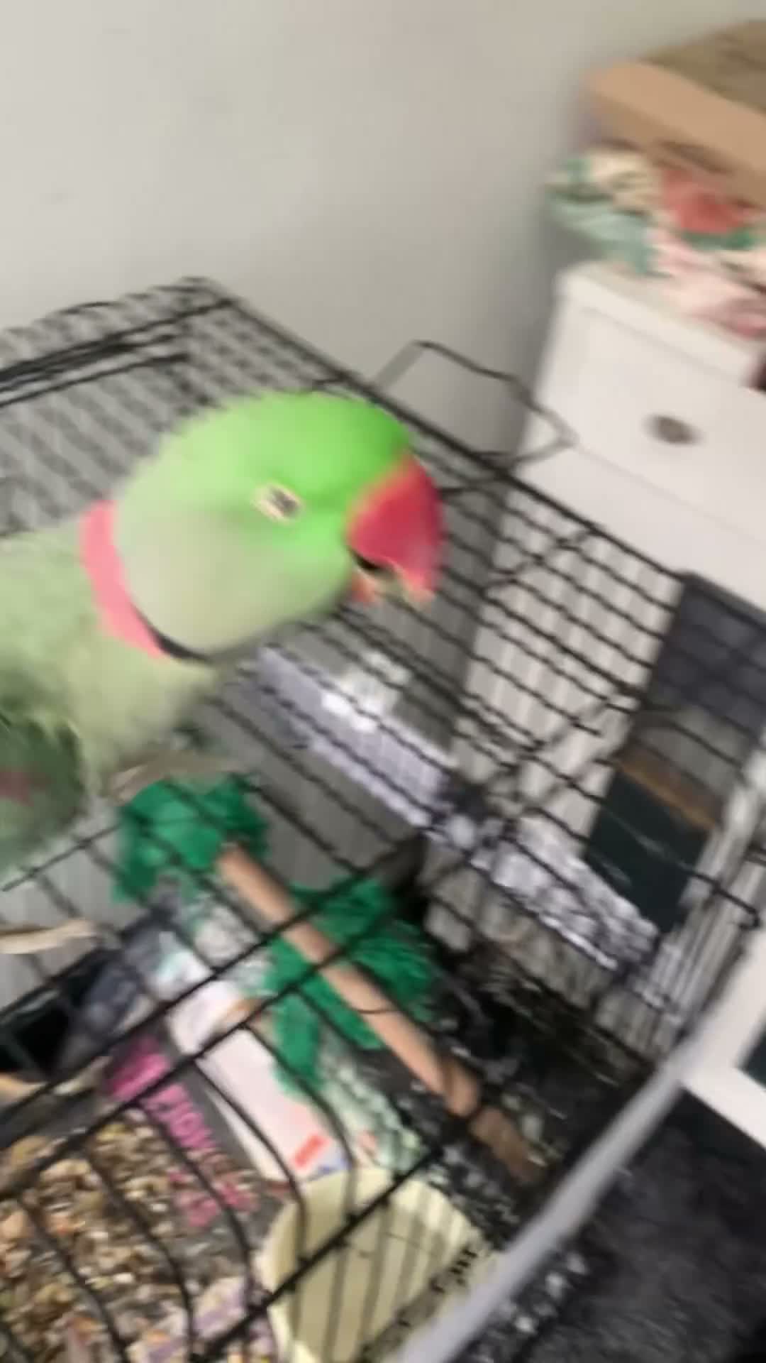 Parrots birds for sale: Tamed Alexandrine Parrot in Manchester - Video 3