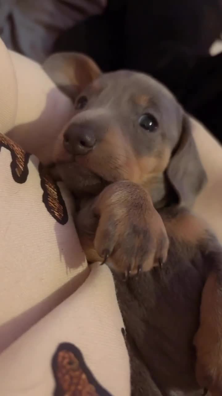 Miniature Dachshund dogs for sale: READY TOO LEAVE REDUCED £800 last girl available - Video 2