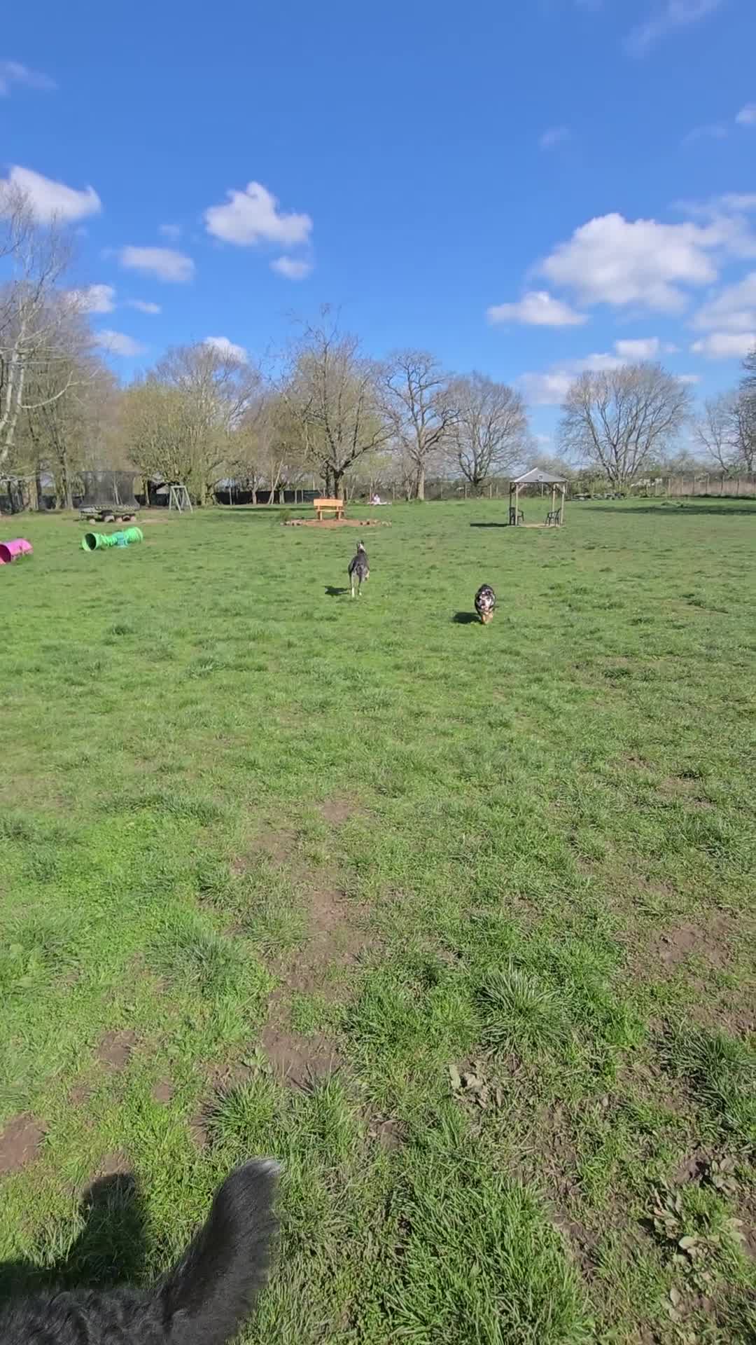 Bernese Mountain Dog dogs for sale: Bernese mountain dog (Bess). in Liverpool - Video 1