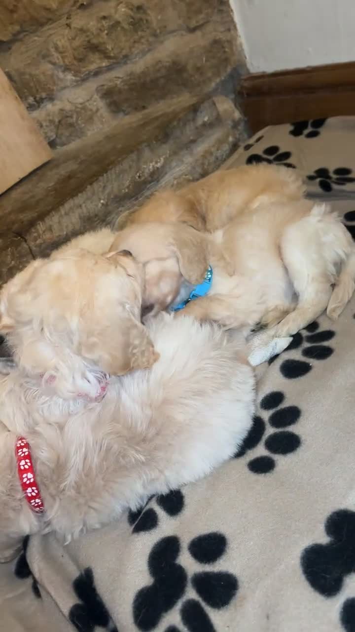 Mini Goldendoodle dogs for sale: 10 beautiful Miniature F1 GoldenDoodle puppies - Video 3