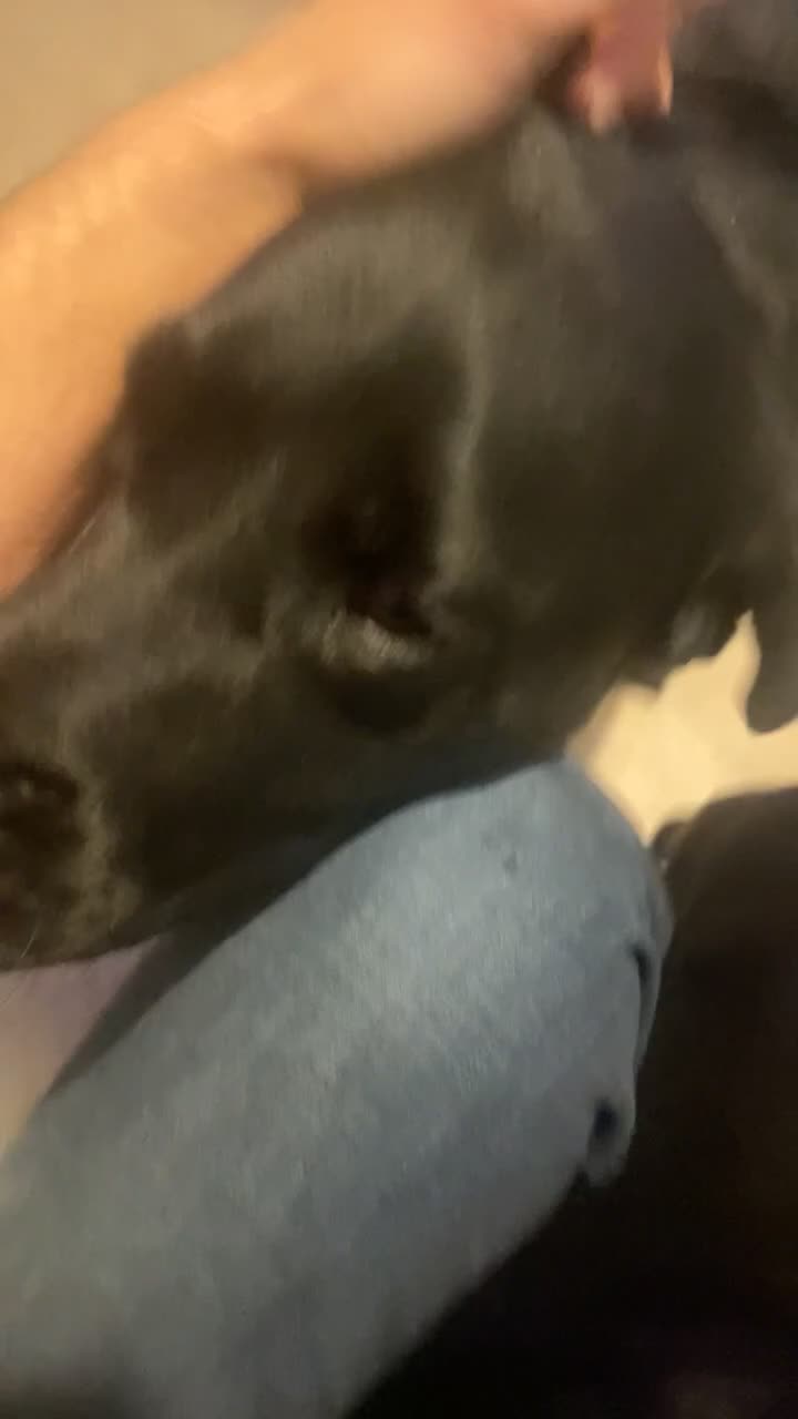 Cockerdor dogs for sale: Puppy  - Video 2