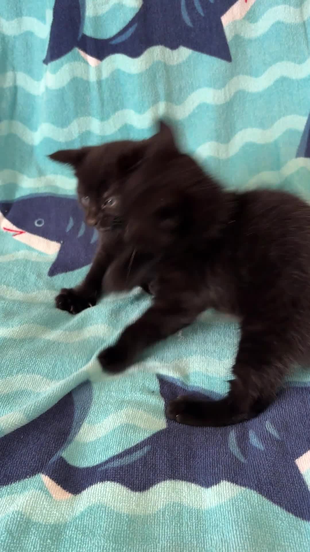 Mixed Breed cats for sale: Kittens, black and white - Video 4