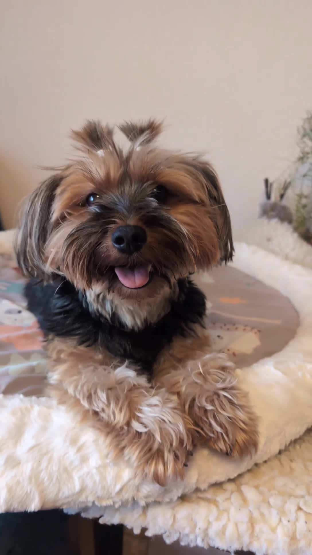 Yorkshire Terrier dogs for sale: Yorkshire terrier puppies ready for viewing  - Video 1