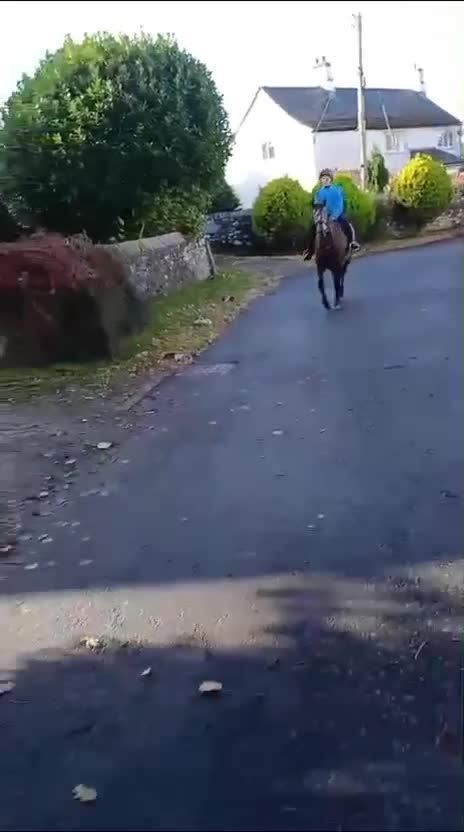 Appaloosa horses for sale: Fantastic allround pony  - Video 1