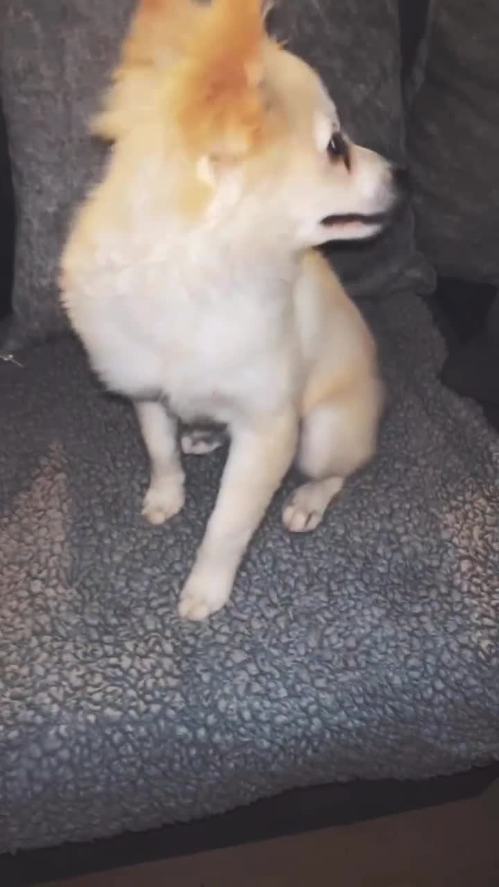 Pomeranian dogs for sale: Honey  - Video 1
