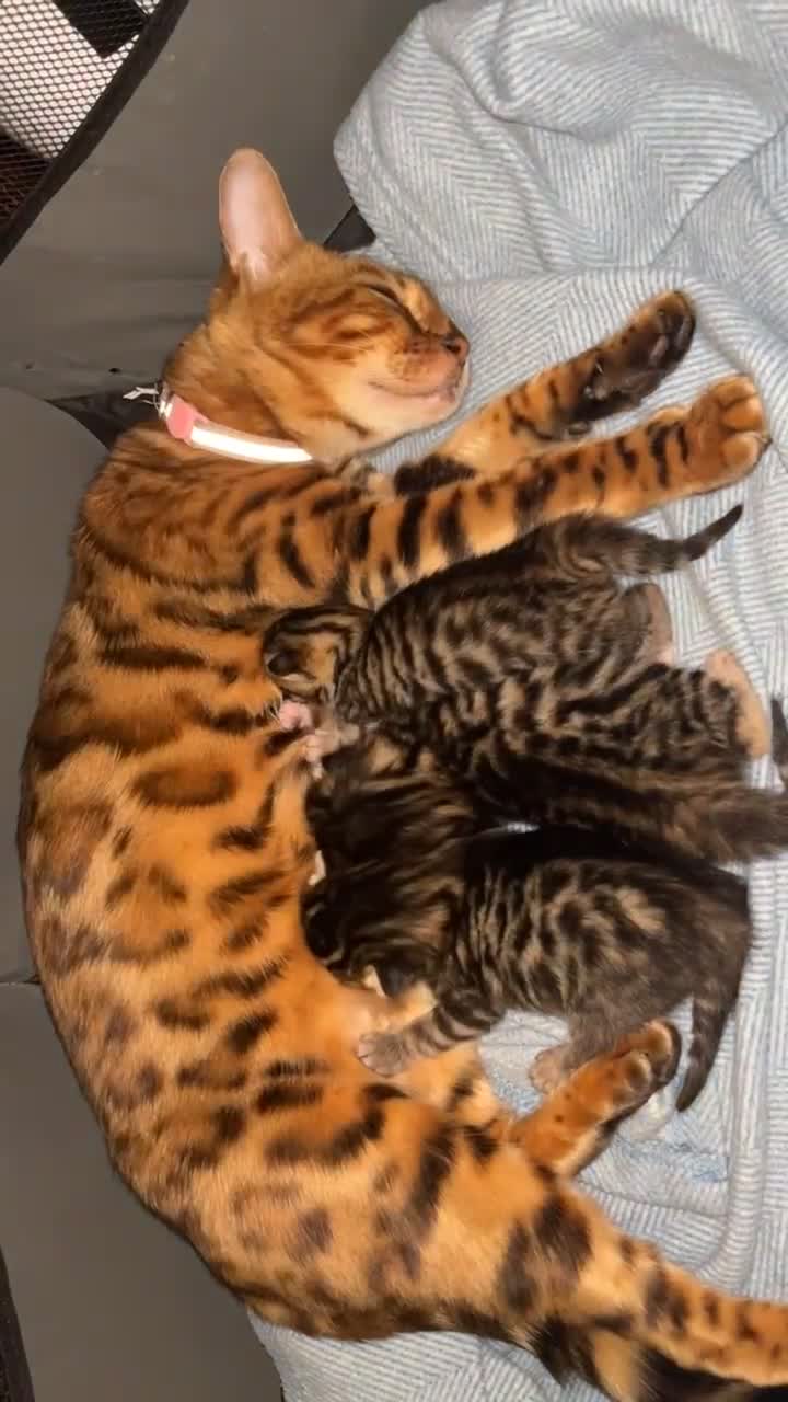 Bengal cats for sale: Half bengal female kitten - Video 3