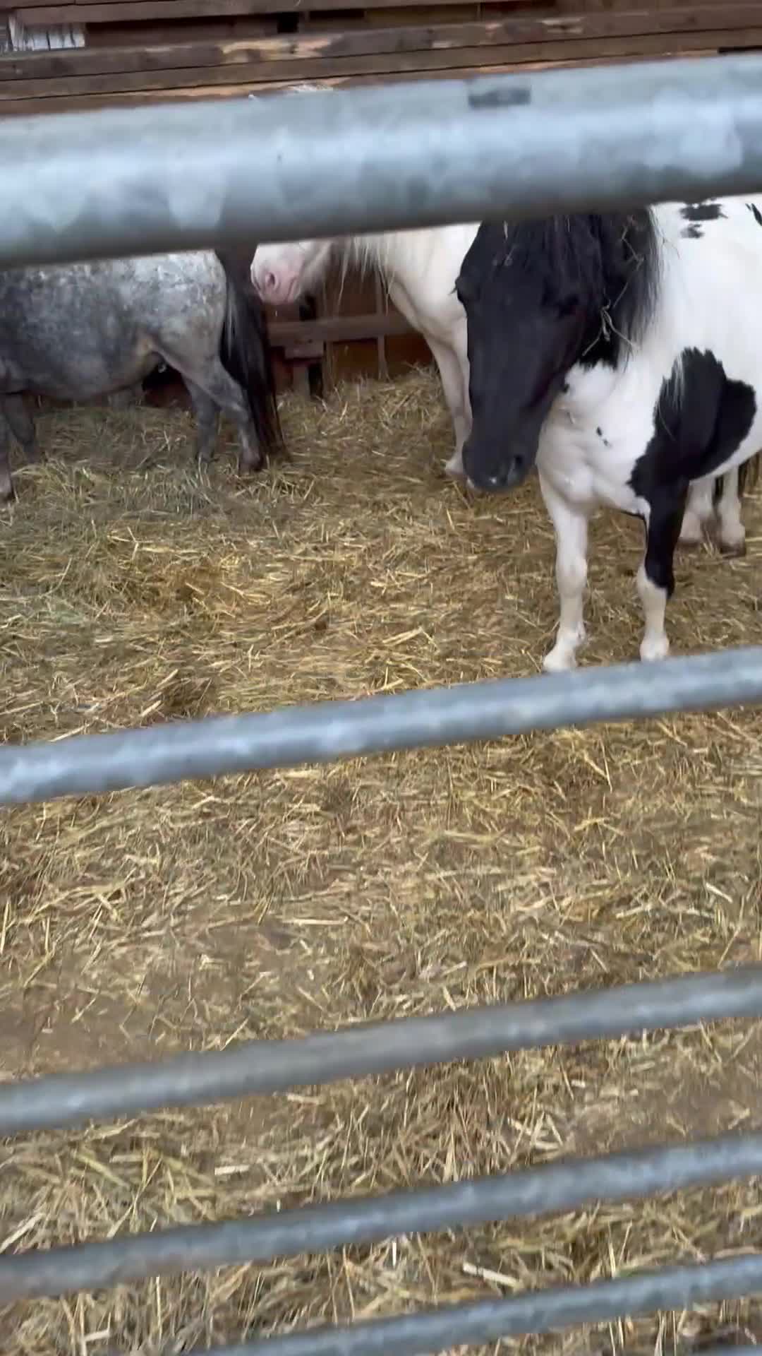 Shetland pony horses for sale: Shetland ponies - Video 1