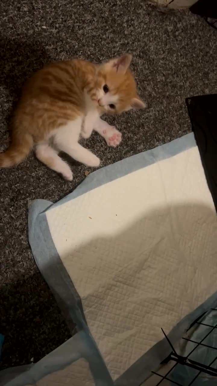 Mixed Breed cats for sale: Need a loving home to mixed breed kittens in Preston - Video 4