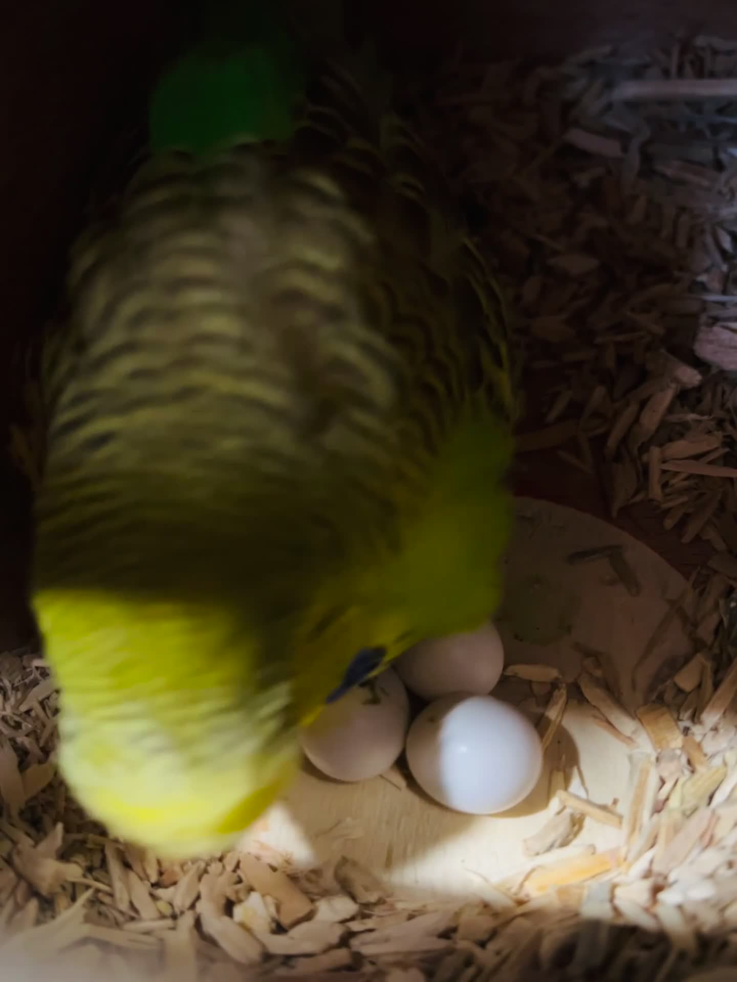 Budgerigars birds for sale: Proven breeding pairs only  - Video 4