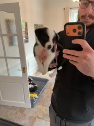 Border Collie dogs for sale: Pure Breed Boarder Collie Pups - Video 4
