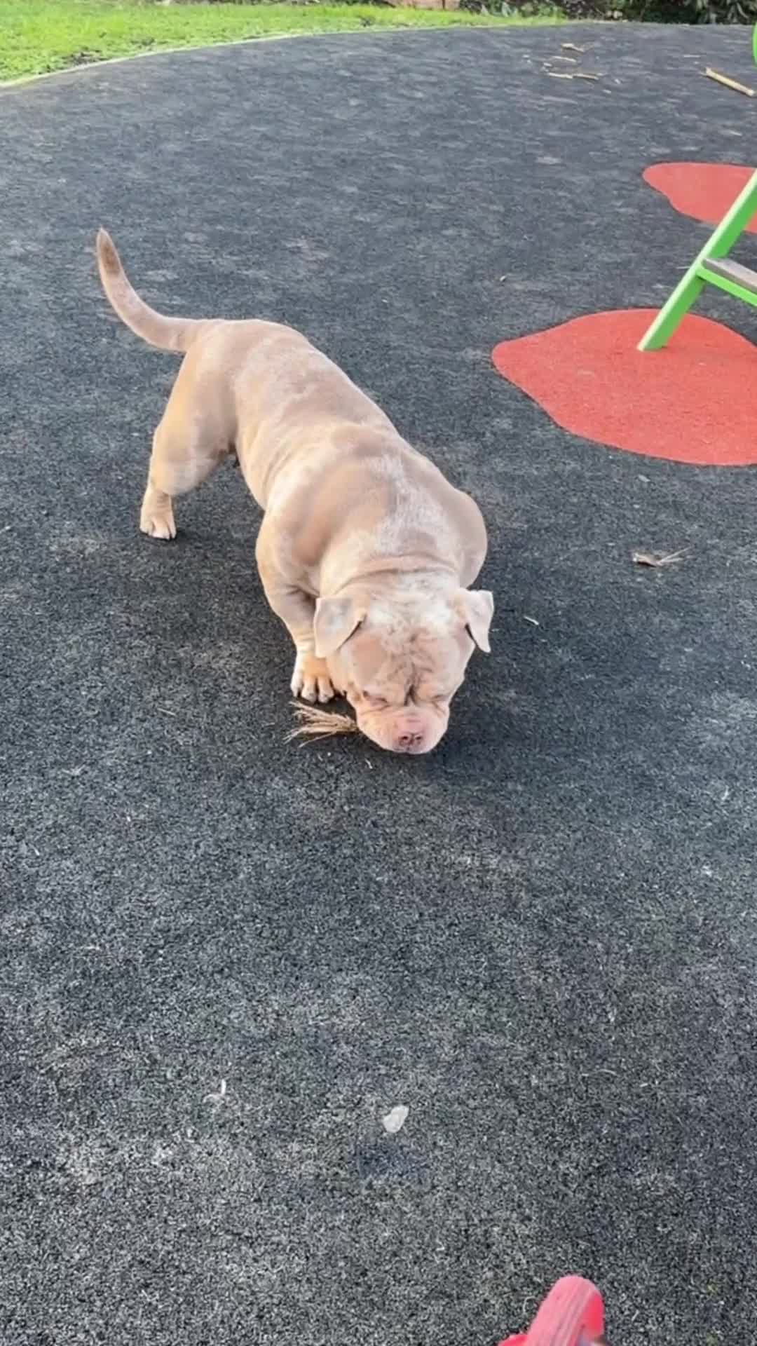 American Bully dogs for sale: REAL QUALITY BULLYS  - Video 2