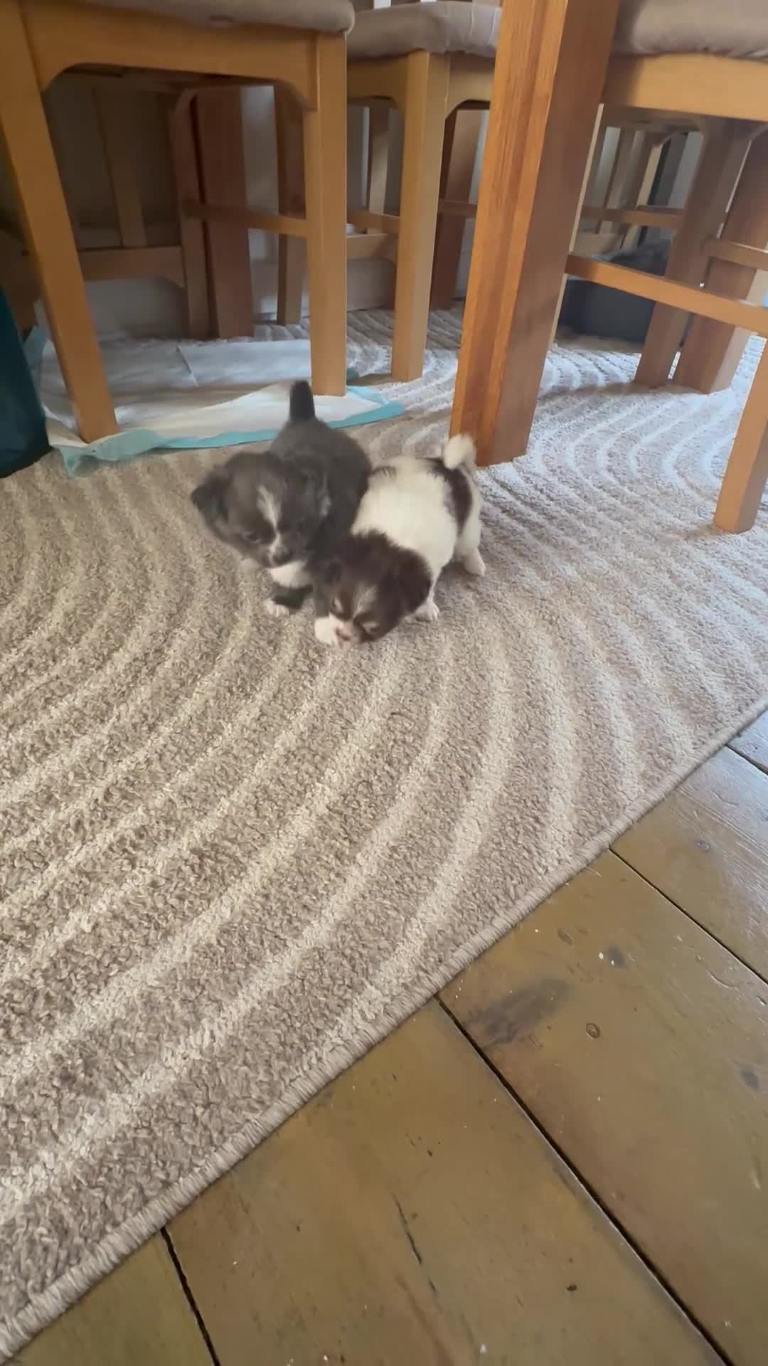 Chihuahua dogs for sale: Chihuahua long coat  - Video 1