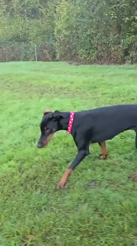 Dobermann dogs for sale: This lovely girl looking for a new home  - Video 1