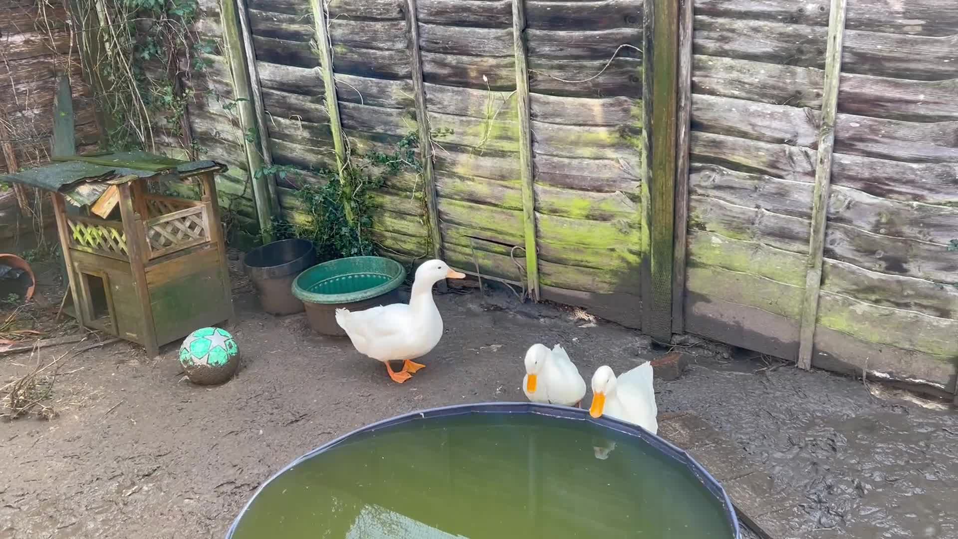 Ducks poultry for sale: Campbell khaki Ducks - Video 1